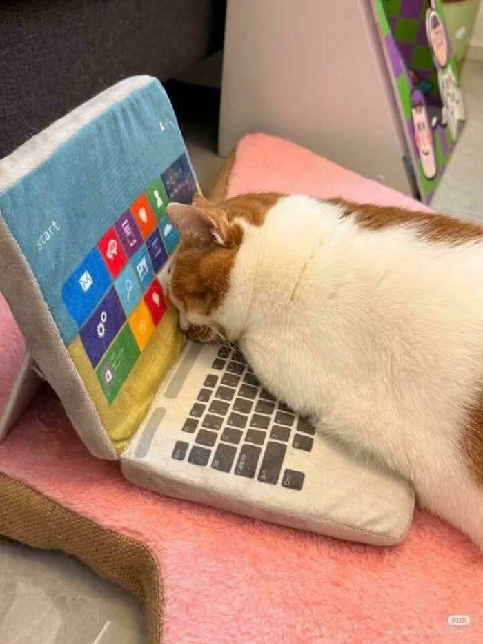 Cat resting its head on a soft laptop pillow, humorously showing cats having jobs in modern capitalism.