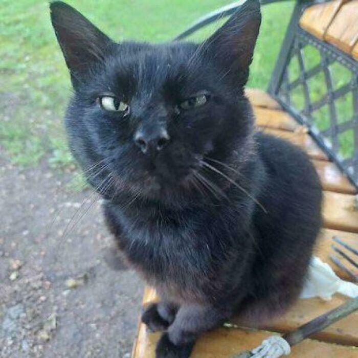 Black cat sitting on a wooden bench outdoors with a serious expression, reflecting humor about cats having jobs.