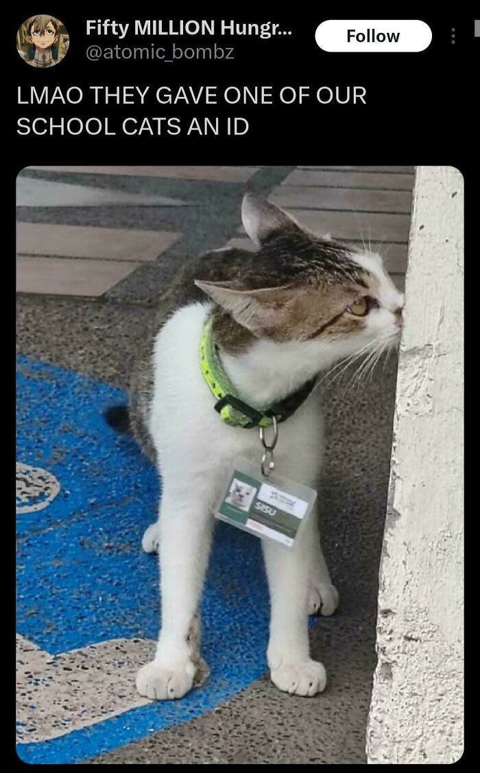 Cat wearing an ID badge at school, illustrating the idea of cats having jobs in modern capitalism.