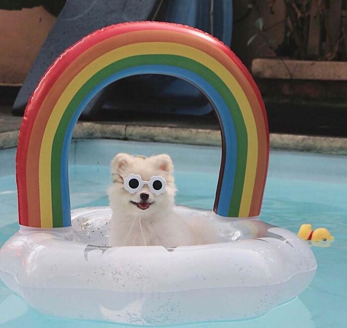 Smiling white dog wearing flower glasses, relaxing in a rainbow cloud float, a hilarious photo of pets in water.