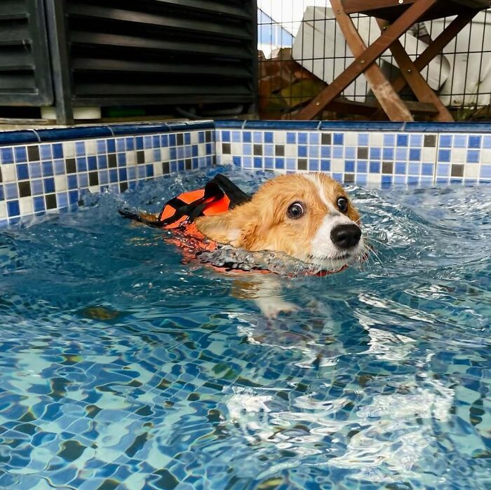 Corgi pet in water, wearing a life vest, looking betrayed in a pool. A hilarious photo.