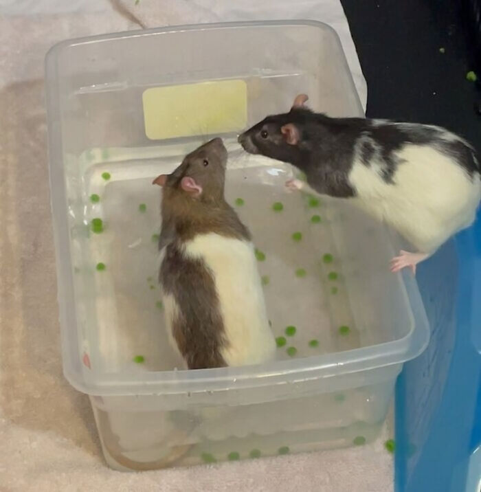 One rat stands in water with peas, looking up at another rat leaning over the container. Pets in water.