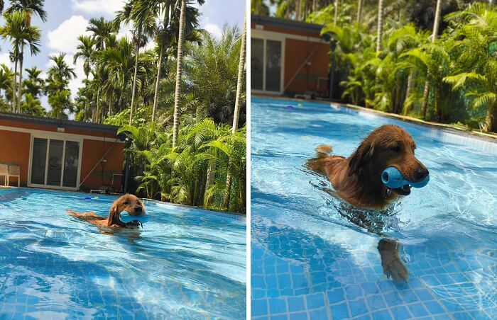 Golden retriever swims with a blue toy in a sunny pool. Hilarious photos of pets in water.