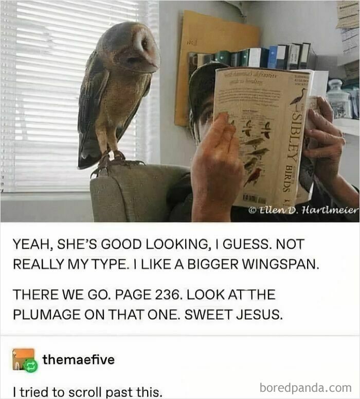 Owl perched while person reads bird guide, capturing a funny meme perfect for a relaxing evening with laughter.
