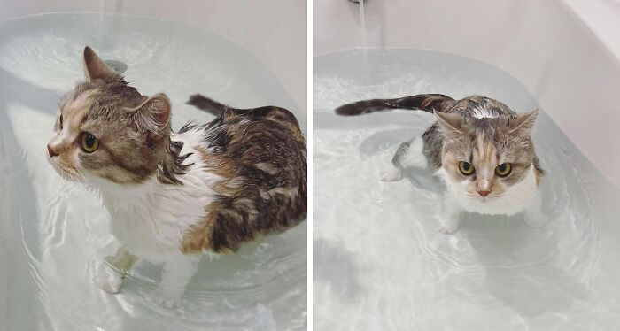 A hilarious two-panel photo of a wet cat in water. First curious, then giving a look of deep betrayal. Pets in water.
