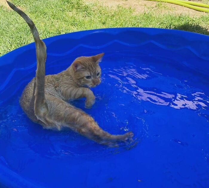 Orange cat with its tail up, looking betrayed in a blue pool. A hilarious photo of pets in water.