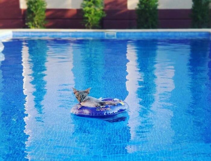 Sphynx cat with an intense gaze, floating on a blue inflatable in a bright pool. Hilarious pets in water.