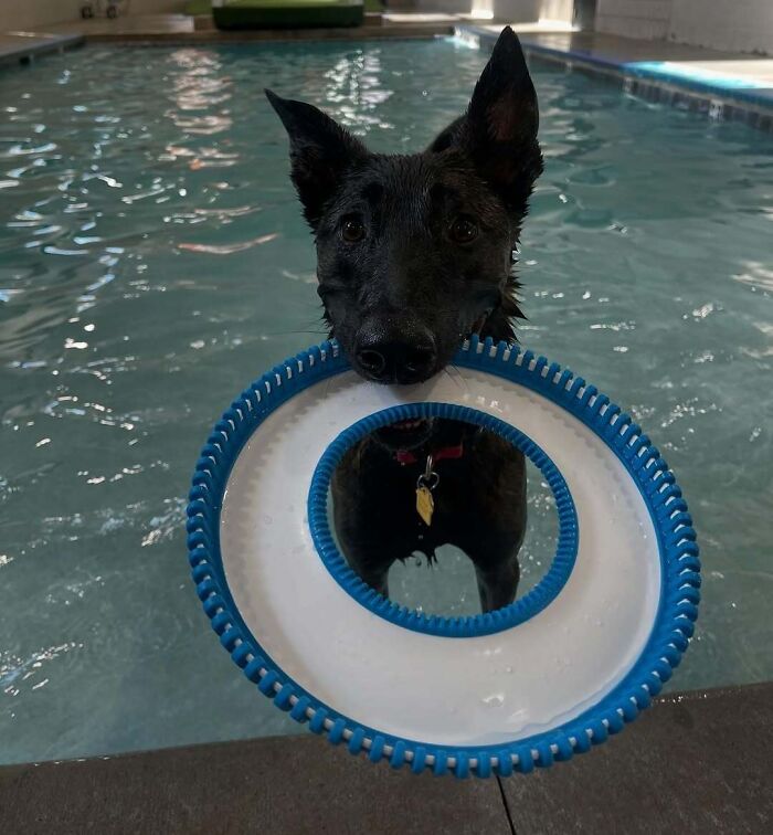 Wet black dog with a blue toy in a pool. A humorous moment capturing pets in water.