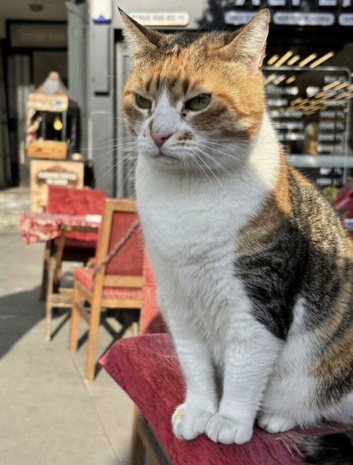 Calico cat sitting on a red chair outdoors, symbolizing the idea of cats having jobs in modern capitalism.
