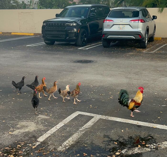 A rooster and hens crossing a parking lot, illustrating a gut warning and unusual animal behavior moment.