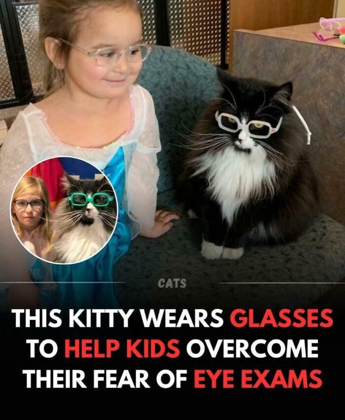 Cat wearing glasses helps kids overcome fear of eye exams in a humorous example of cats having jobs these days.