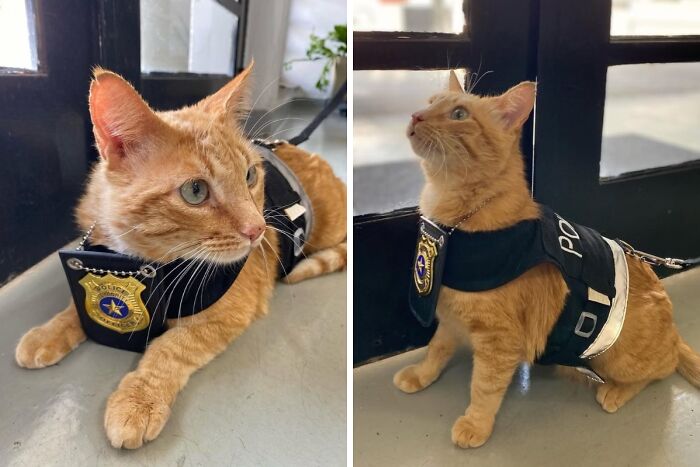 Orange cat wearing a police vest and badge, portraying a humorous take on cats having jobs in modern capitalism.