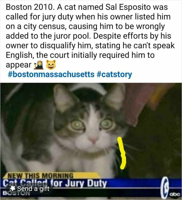 Cat mistakenly called for jury duty in Boston, highlighting the humorous side of cats having jobs in modern capitalism.
