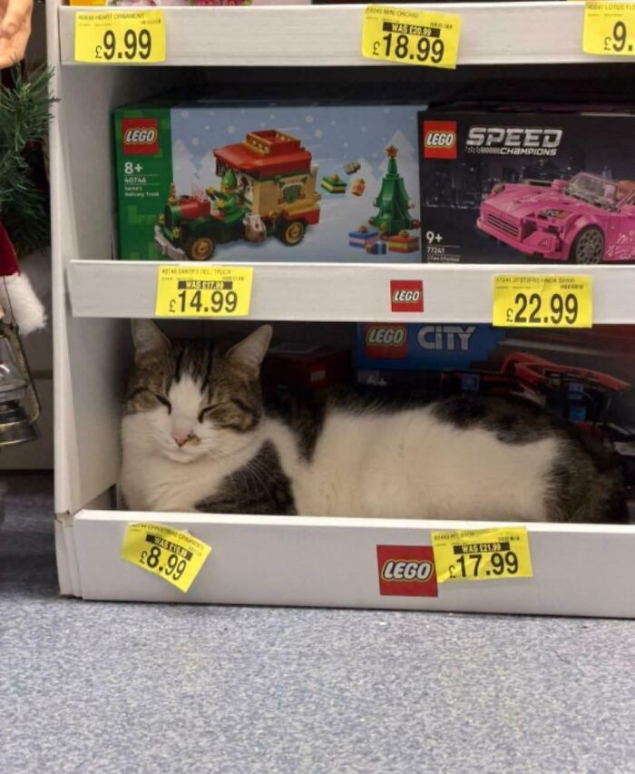 Cat resting inside a toy shelf among LEGO sets, humorously suggesting capitalism has reached even pets with jobs.
