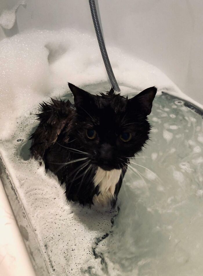 Black and white cat, soaking wet in a bubbly bathtub, looking displeased. A hilarious image of pets in water.