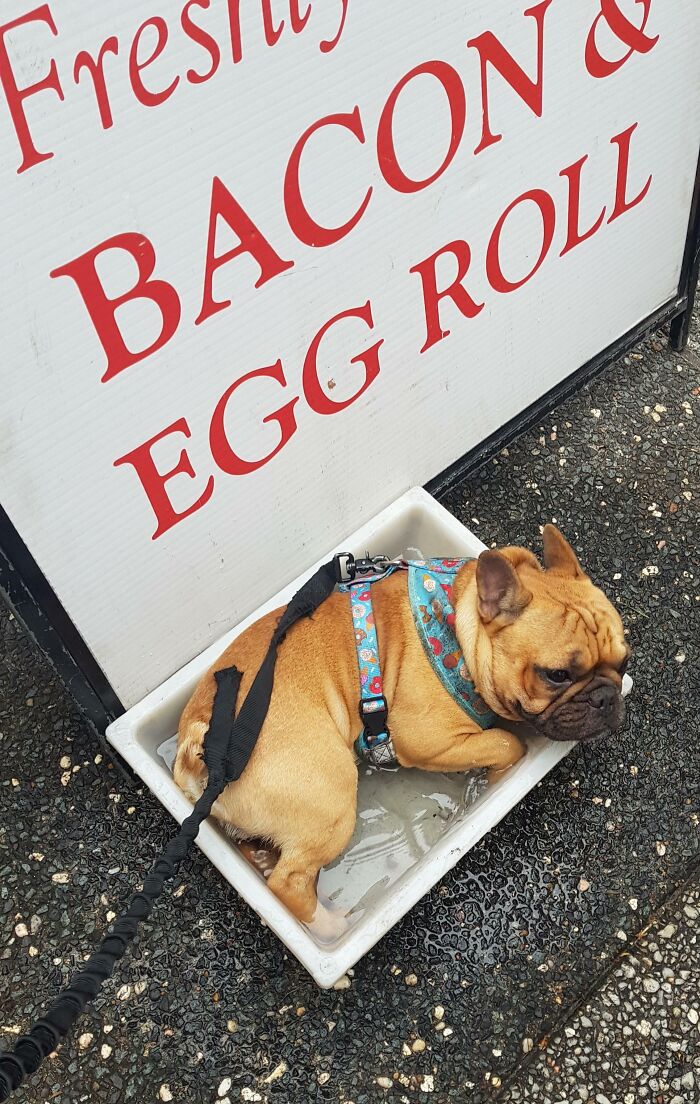 A French bulldog in a pan of water with a look of betrayal. One of many hilarious pets in water photos.
