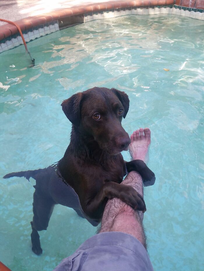 Wet brown dog in water clinging to a leg with a look of betrayal. One of many hilarious pets in water.
