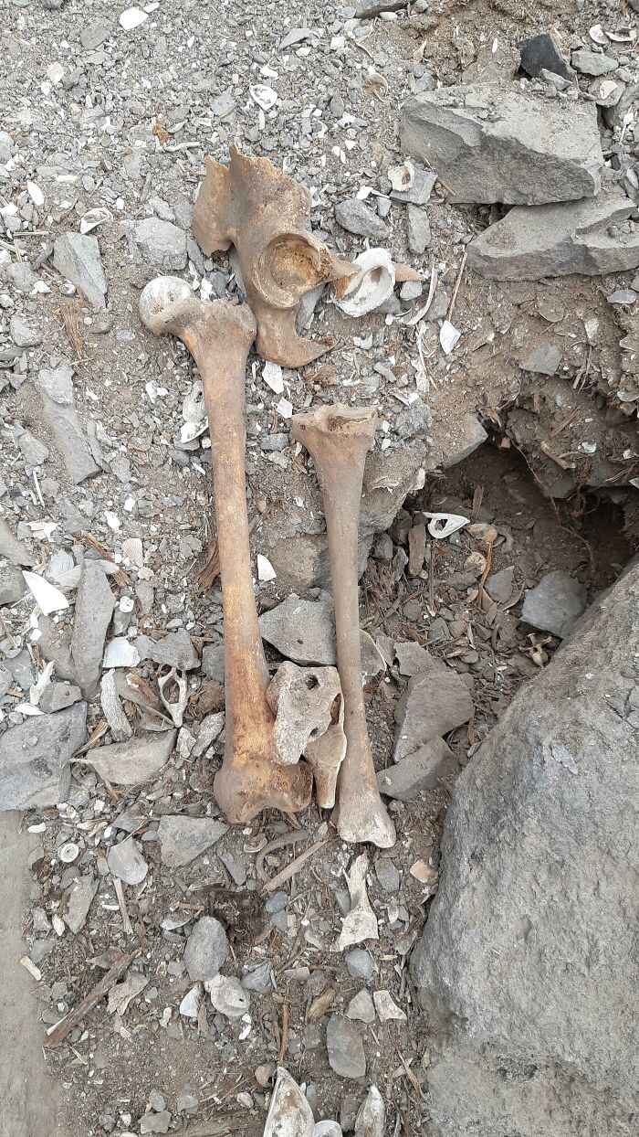 Old human bones and debris found among rocks and dirt in an elevator pit excavation site.