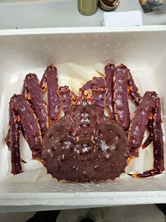 Large reddish-brown crab with spiked legs inside a white box, representing strange and disturbing things found in elevator pits.