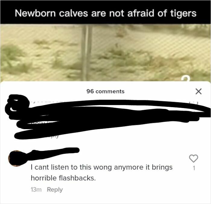 On A Video About A Calf Chasing A Tiger With Funky Town Playing In The Back