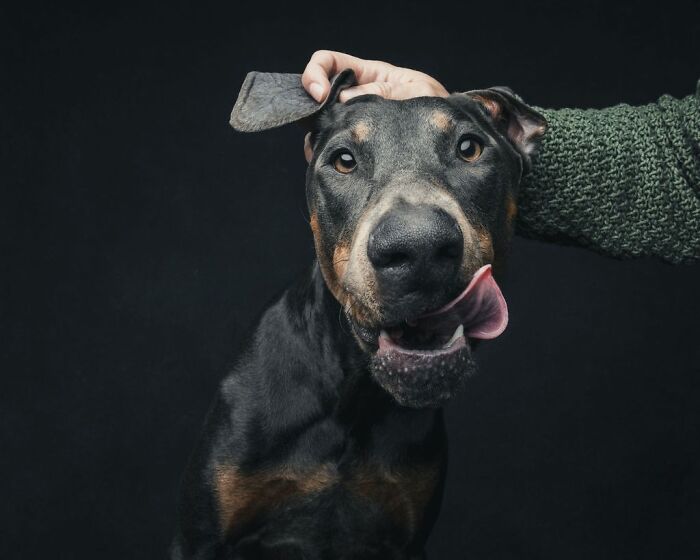“Gotcha Day!” Captures Heartwarming Studio Portraits Of Rescue Dogs And Their Forever Humans (40 Pics) Interview