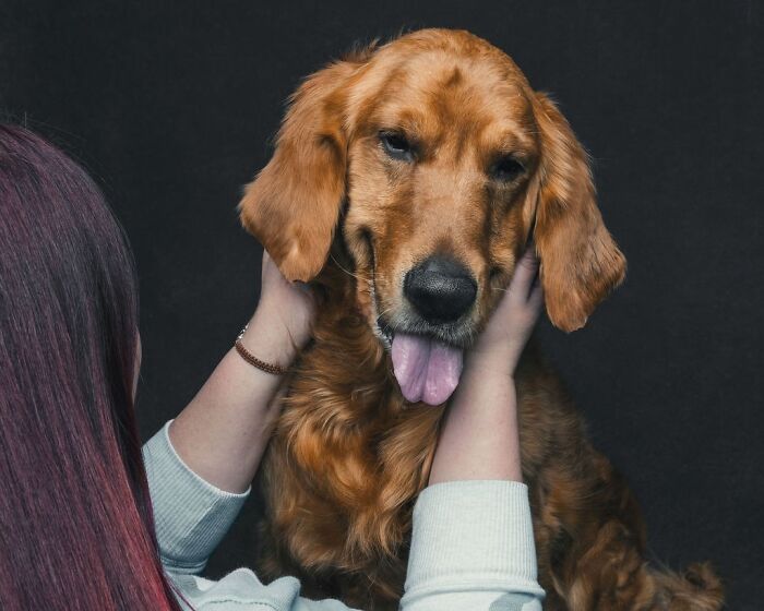 “Gotcha Day!” Captures Heartwarming Studio Portraits Of Rescue Dogs And Their Forever Humans (40 Pics) Interview