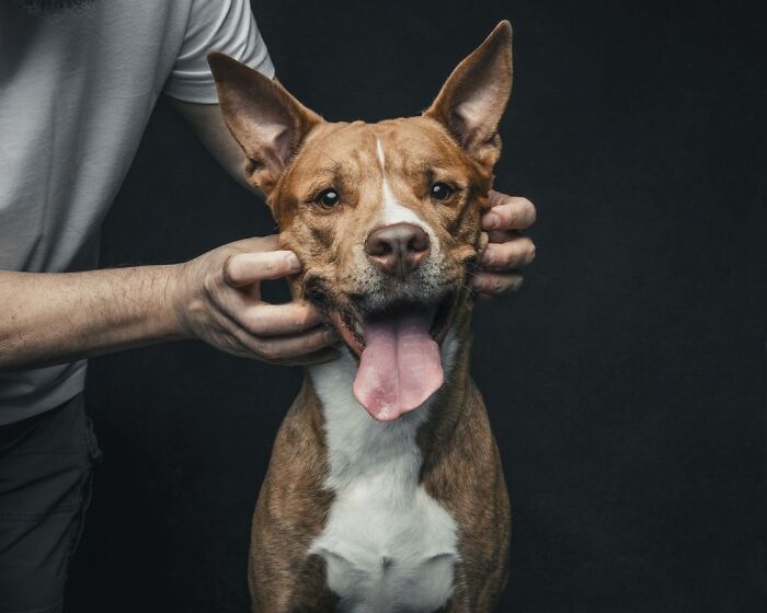 “Gotcha Day!” Captures Heartwarming Studio Portraits Of Rescue Dogs And Their Forever Humans (40 Pics) Interview