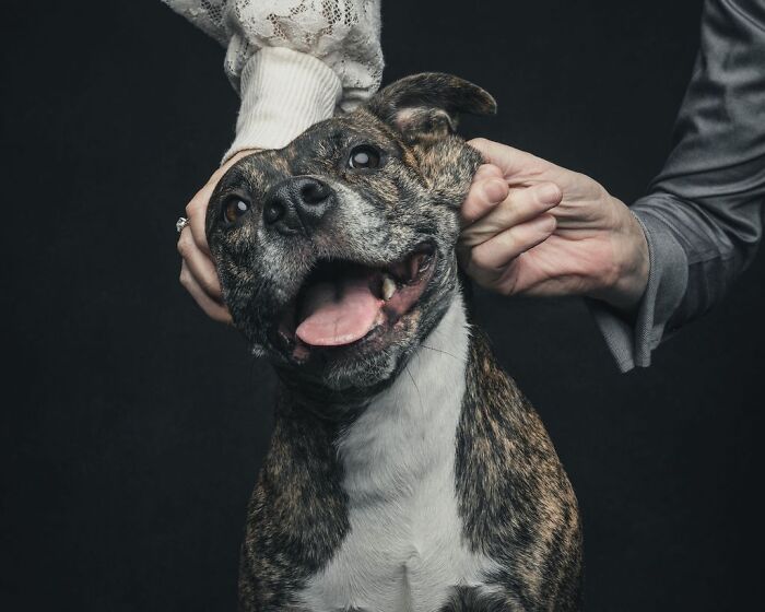 “Gotcha Day!” Captures Heartwarming Studio Portraits Of Rescue Dogs And Their Forever Humans (40 Pics) Interview