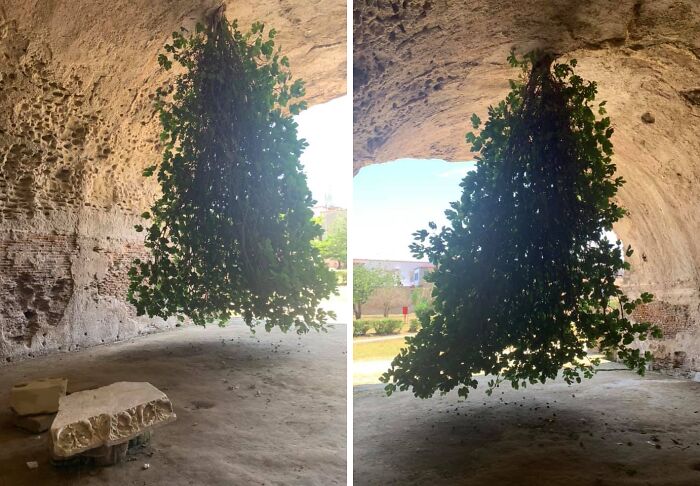 Two images of an upside-down tree hanging from a cave-like structure, demonstrating weird upside-down things.