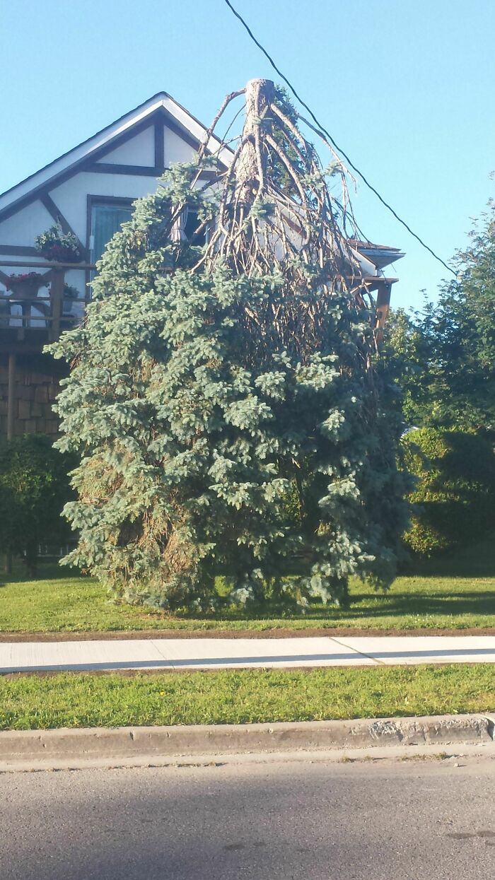 A peculiar evergreen tree with its bare, root-like top inverted, creating a weird upside-down thing that needs fixing.