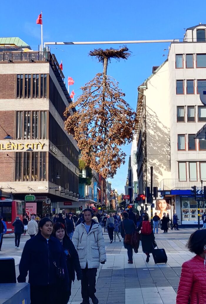 An upside-down tree, with brown leaves, suspended over a busy city street, creating a weird thing to fix.