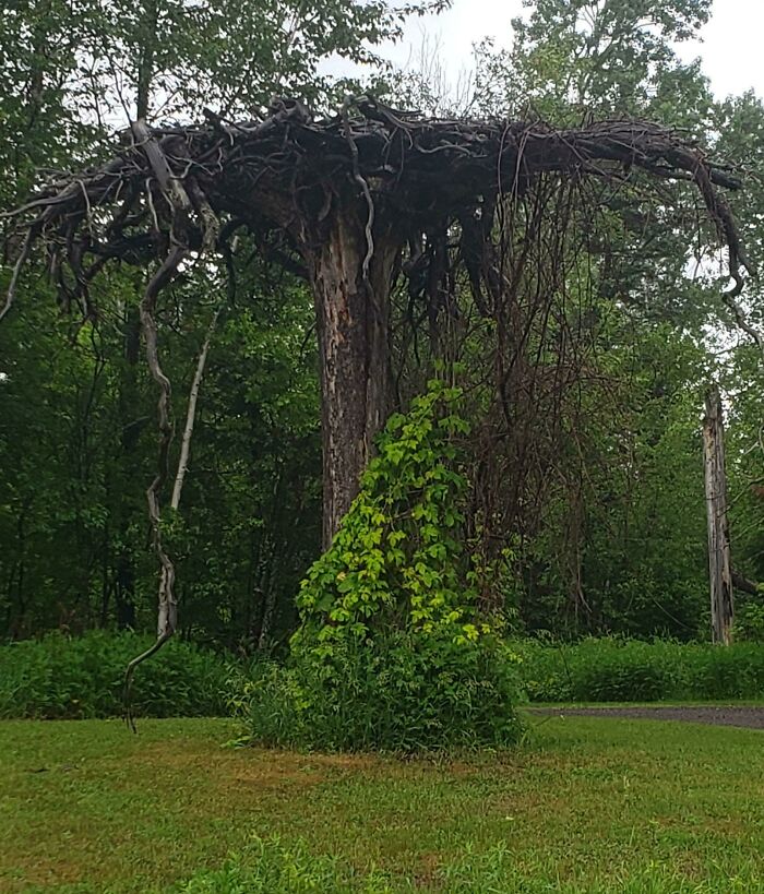 An unusual tree with many exposed, gnarled roots forming a canopy, resembling an upside-down thing, surrounded by lush greenery.