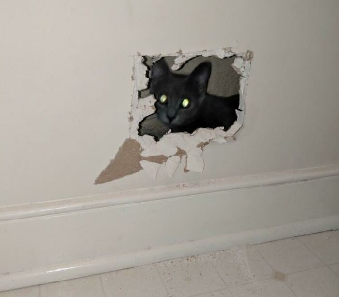 Black cat peeking through a hole in a damaged wall, illustrating real stories that still feel fake and unbelievable.