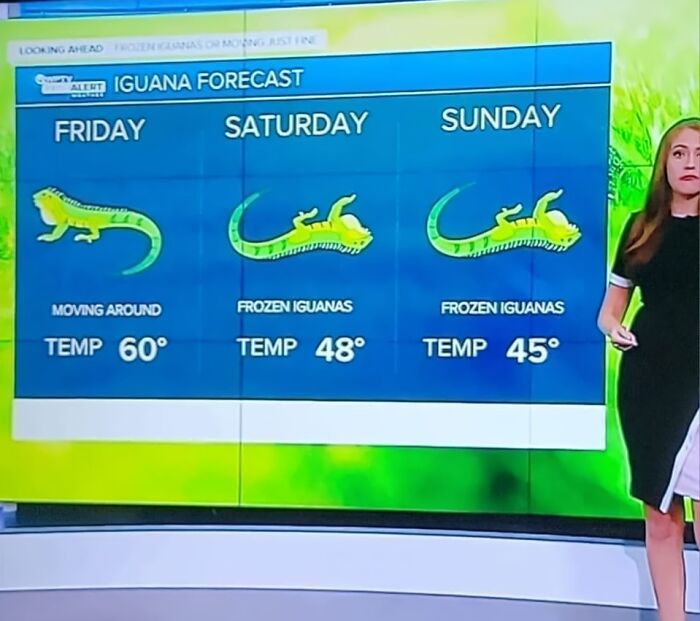 Weather forecast screen showing iguana activity and temperatures over three days, illustrating gut warnings about unusual cold.