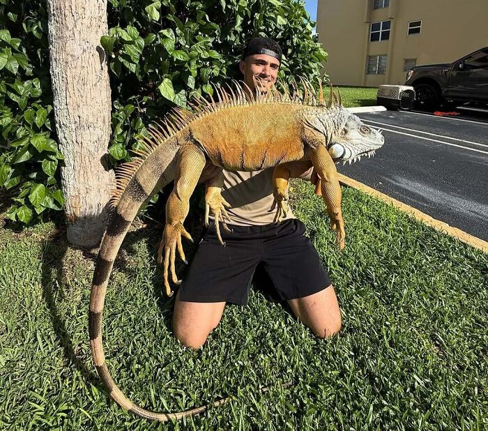 Man holding a large iguana on green grass, illustrating moments people gut warned them about something horrible.