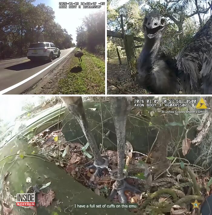 Police bodycam shows an emu with leg cuffs in the wild, illustrating gut warnings about something horrible unfolding.