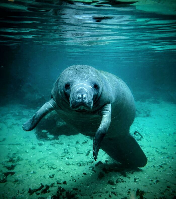 Underwater close-up of a manatee surrounded by clear water with a sandy bottom, illustrating real but unbelievable stories.