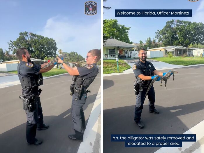 Police officers safely remove a small alligator from a Florida neighborhood, responding to a gut warning about danger.