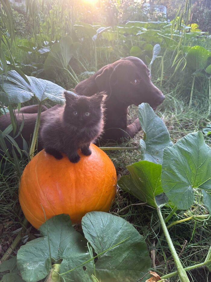 The Tiniest Pumpkin Queen And Her Loyal Knight