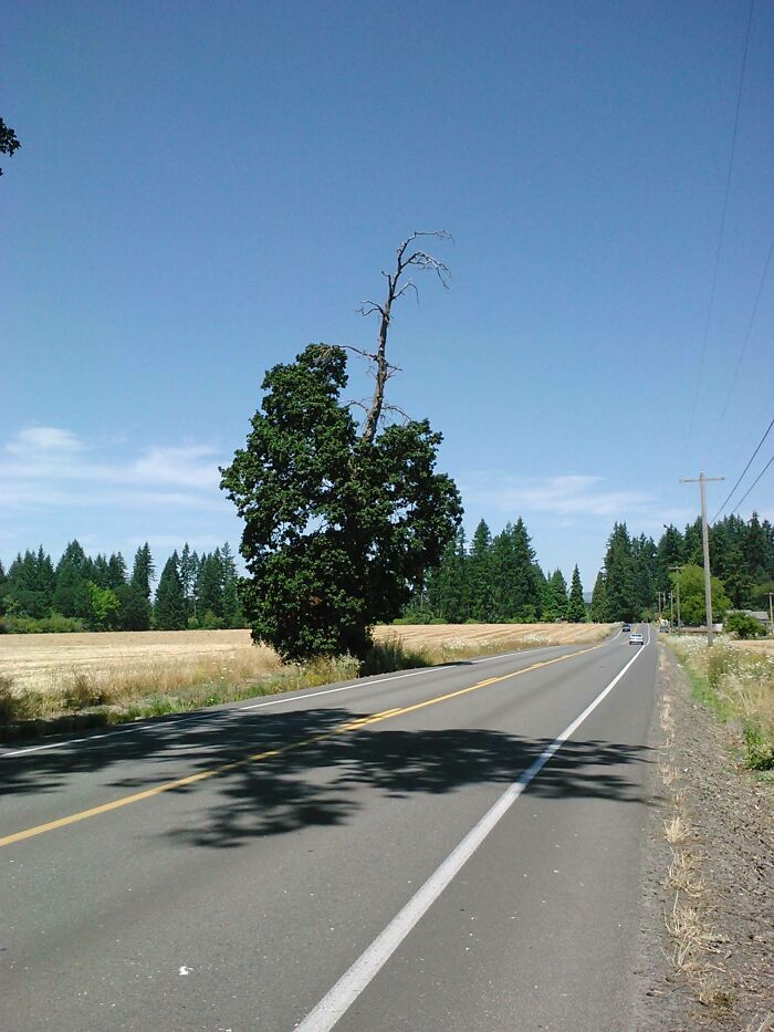 A solitary tree with a healthy green base and dry, bare branches on top, standing beside a rural road, presenting an upside-down appearance.