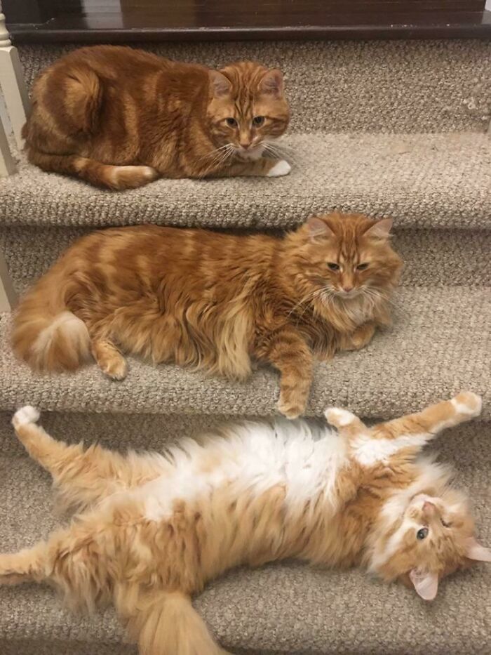 Three fluffy orange pet siblings lounging on carpeted stairs, showcasing funny and chaotic pet sibling moments.