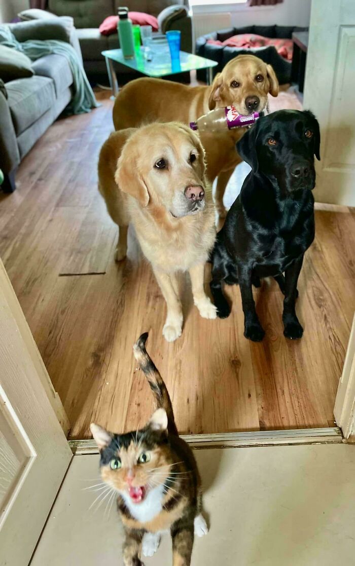 Three golden and black dogs with a calico cat in foreground showcasing funny and chaotic pet siblings at home.