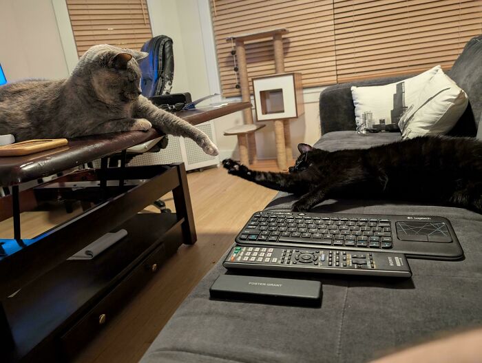 Two pet sibling cats playfully reaching out to each other in a cozy living room, showing funny and chaotic moments.