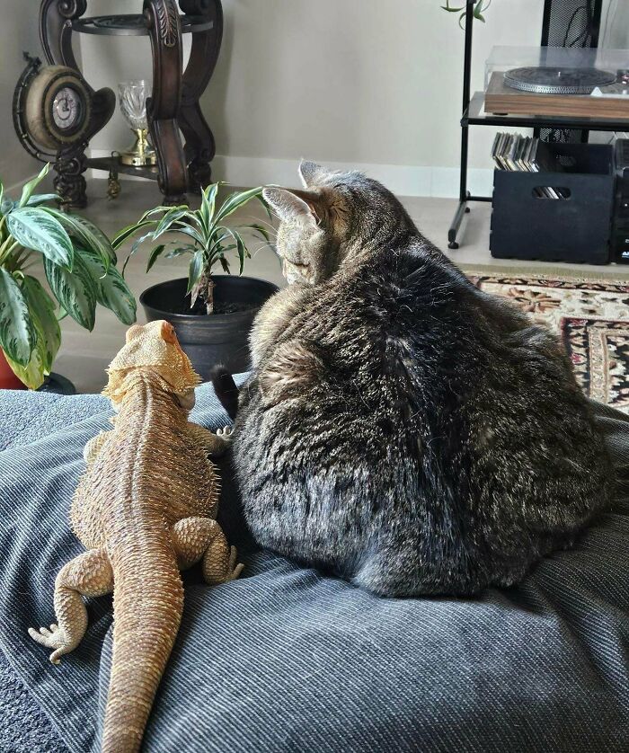 Bearded dragon and tabby cat sitting together on a couch, showcasing funny and chaotic pet siblings moments.
