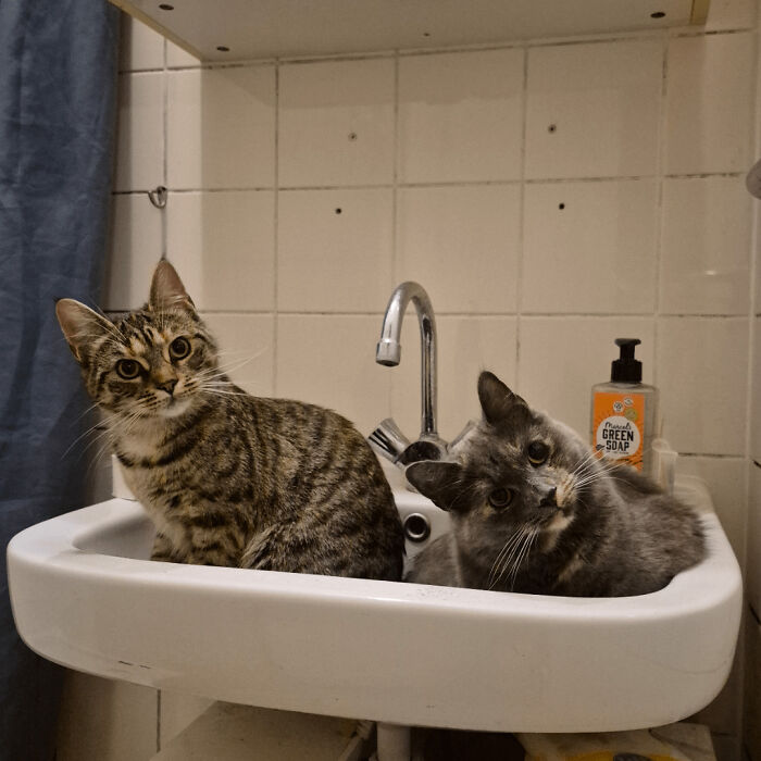 Two curious pet siblings, a tabby and a gray cat, sitting together in a bathroom sink in a chaotic moment.