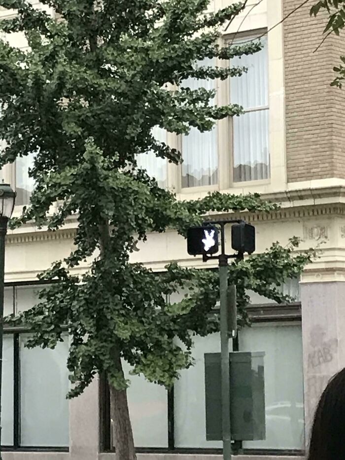 An upside-down pedestrian signal glowing white against a tree and building, an example of weird upside-down things.