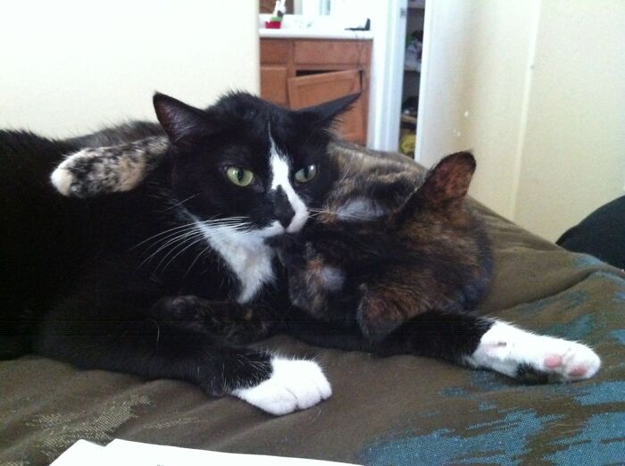 Two pet sibling cats cuddling closely on a bed, showcasing funny and chaotic moments of pet siblings.