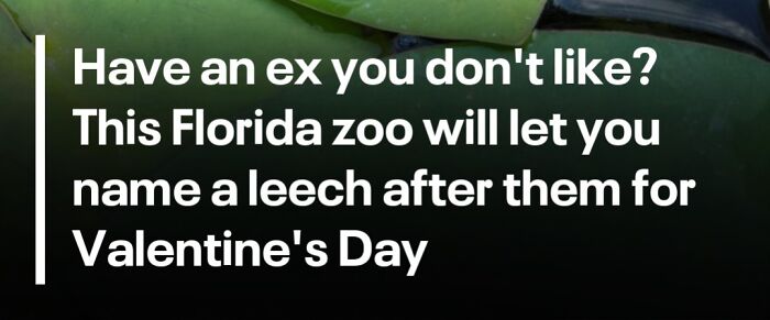Text on dark background about naming a leech at a Florida zoo on Valentine's Day, related to gut warnings and strange stories.