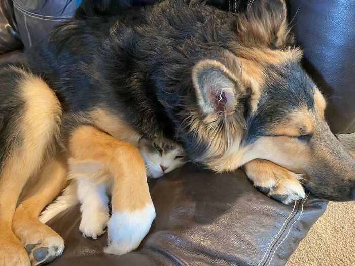 Large dog sleeping on a couch cuddling with a small cat, showcasing funny and chaotic pet siblings bonding.