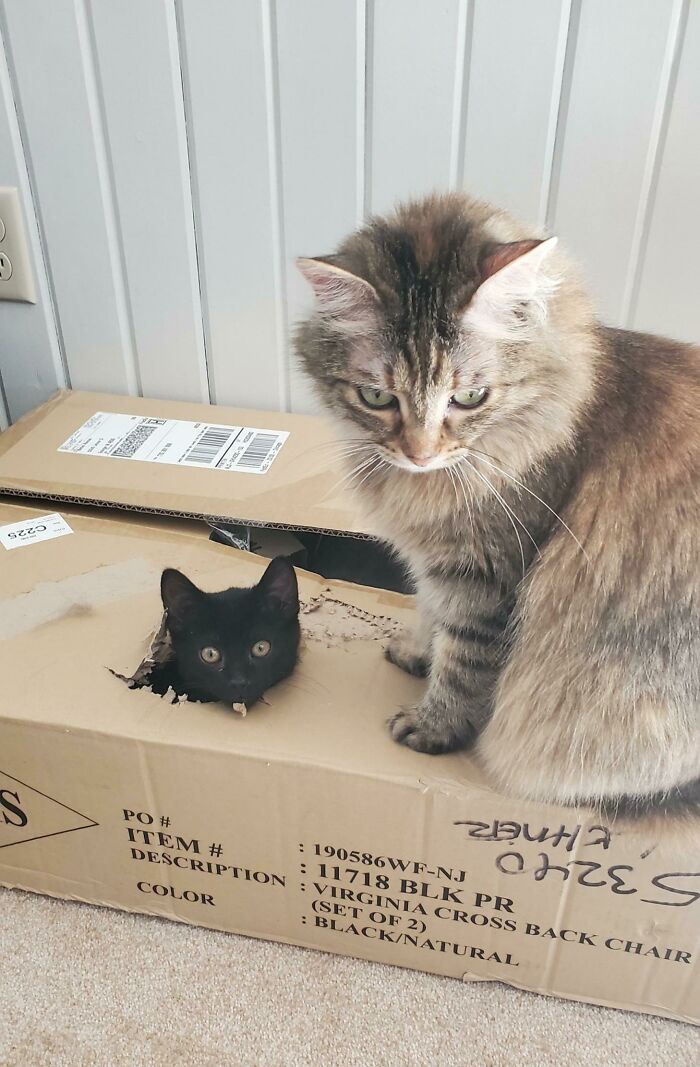 Two pet siblings showing funny and chaotic behavior with one cat inside a torn cardboard box and another sitting beside it.